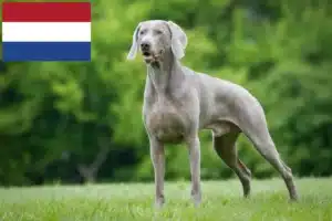 Lire la suite à propos de l’article Éleveurs de weimarans et chiots aux Pays-Bas