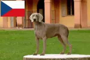 Lire la suite à propos de l’article Éleveurs de weimarans et chiots en République tchèque