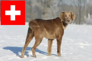 Lire la suite à propos de l’article Éleveurs de weimarans et chiots en Suisse