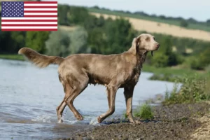 Lire la suite à propos de l’article Éleveurs de weimarans et chiots aux États-Unis