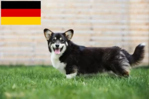 Lire la suite à propos de l’article Welsh Corgi éleveurs et chiots en Allemagne