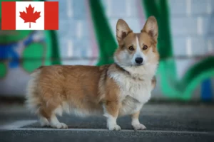 Lire la suite à propos de l’article Éleveurs de Welsh Corgi et chiots au Canada