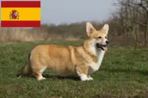 Lire la suite à propos de l’article Éleveurs de Welsh Corgi et chiots en Espagne