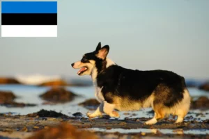 Lire la suite à propos de l’article Éleveurs de Welsh Corgi et chiots en Estonie