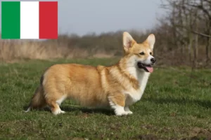 Lire la suite à propos de l’article Welsh Corgi éleveurs et chiots en Italie