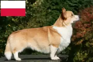 Lire la suite à propos de l’article Éleveurs de Welsh Corgi et chiots en Pologne