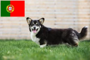 Lire la suite à propos de l’article Éleveurs de Welsh Corgi et chiots au Portugal
