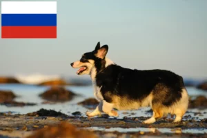 Lire la suite à propos de l’article Éleveurs de Welsh Corgi et chiots en Russie