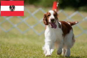 Lire la suite à propos de l’article Welsh Springer Spaniel éleveurs et chiots en Autriche