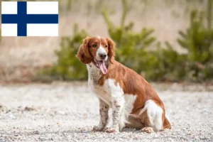 Lire la suite à propos de l’article Éleveurs de Welsh Springer Spaniel et chiots en Finlande