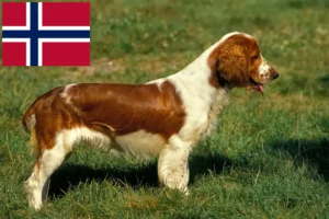 Lire la suite à propos de l’article Éleveurs de Welsh Springer Spaniel et chiots en Norvège