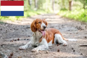 Lire la suite à propos de l’article Éleveurs de Welsh Springer Spaniel et chiots aux Pays-Bas