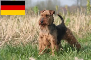 Lire la suite à propos de l’article Éleveurs de Welsh Terriers et chiots en Allemagne