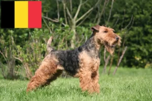 Lire la suite à propos de l’article Éleveurs de Welsh Terriers et chiots en Belgique