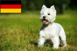 Lire la suite à propos de l’article Éleveurs de Westie et chiots en Allemagne