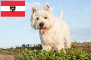 Lire la suite à propos de l’article Éleveurs de Westie et chiots en Autriche