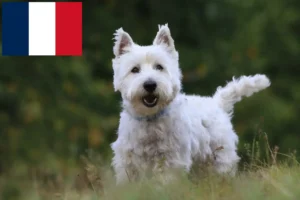 Lire la suite à propos de l’article Éleveurs de westies et chiots en France