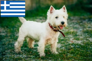 Lire la suite à propos de l’article Éleveurs de Westie et chiots en Grèce