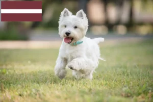 Lire la suite à propos de l’article Éleveurs de westies et chiots en Lettonie