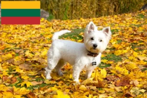 Lire la suite à propos de l’article Éleveurs de westies et chiots en Lituanie