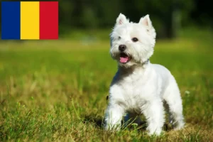 Lire la suite à propos de l’article Éleveurs de westies et chiots en Roumanie