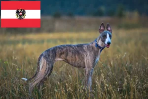 Lire la suite à propos de l’article Éleveurs de whippets et chiots en Autriche