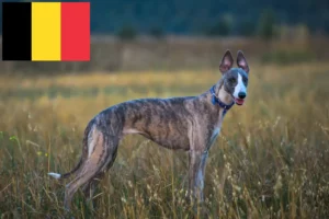 Lire la suite à propos de l’article Éleveurs de whippets et chiots en Belgique