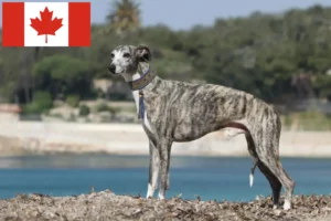 Lire la suite à propos de l’article Éleveurs de whippets et chiots au Canada