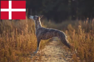 Lire la suite à propos de l’article Éleveurs de whippets et chiots au Danemark