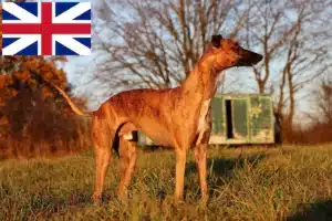 Lire la suite à propos de l’article Éleveurs de whippets et chiots en Grande-Bretagne