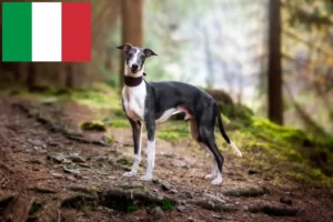 Lire la suite à propos de l’article Éleveurs de whippets et chiots en Italie