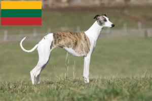 Lire la suite à propos de l’article Éleveurs de whippets et chiots en Lituanie