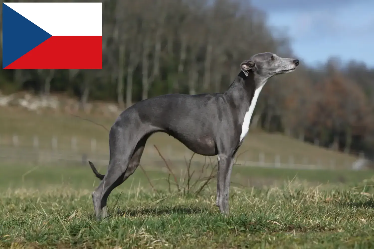 Whippet chiots et éleveurs République tchèque Ici, tu trouveras des éleveurs de whippets en République tchèque.
