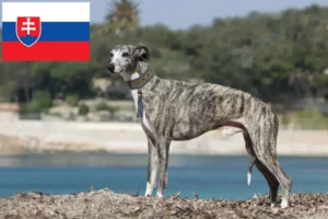Lire la suite à propos de l’article Éleveurs de whippets et chiots en Slovaquie