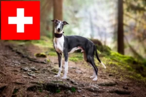Lire la suite à propos de l’article Éleveurs de whippets et chiots en Suisse