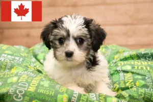 Lire la suite à propos de l’article Éleveurs de Yorkipoo et chiots au Canada