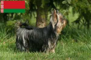 Lire la suite à propos de l’article Éleveurs de Yorkshire Terriers et chiots en Biélorussie