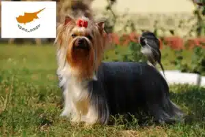 Lire la suite à propos de l’article Éleveurs de Yorkshire Terriers et chiots à Chypre