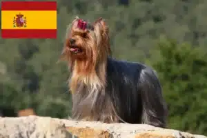 Lire la suite à propos de l’article Éleveurs de Yorkshire Terriers et chiots en Espagne