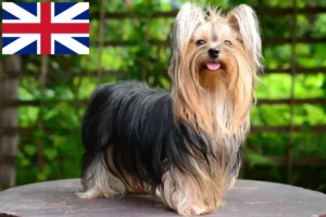 Lire la suite à propos de l’article Éleveurs de Yorkshire Terriers et chiots en Grande-Bretagne