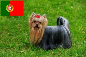 Lire la suite à propos de l’article Éleveurs de Yorkshire Terriers et chiots au Portugal
