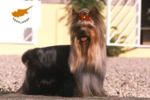 Lire la suite à propos de l’article Éleveurs de Yorkshire Terriers et chiots à Chypre