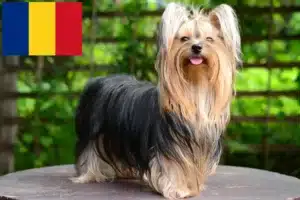 Lire la suite à propos de l’article Éleveurs de Yorkshire Terriers et chiots en Roumanie