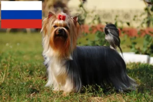 Lire la suite à propos de l’article Éleveurs de Yorkshire Terriers et chiots en Russie