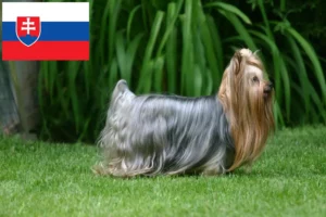 Lire la suite à propos de l’article Éleveurs de Yorkshire Terriers et chiots en Slovaquie