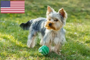 Lire la suite à propos de l’article Éleveurs de Yorkshire Terriers et chiots aux États-Unis