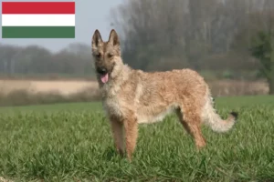 Lire la suite à propos de l’article Éleveurs de bergers belges et chiots en Hongrie