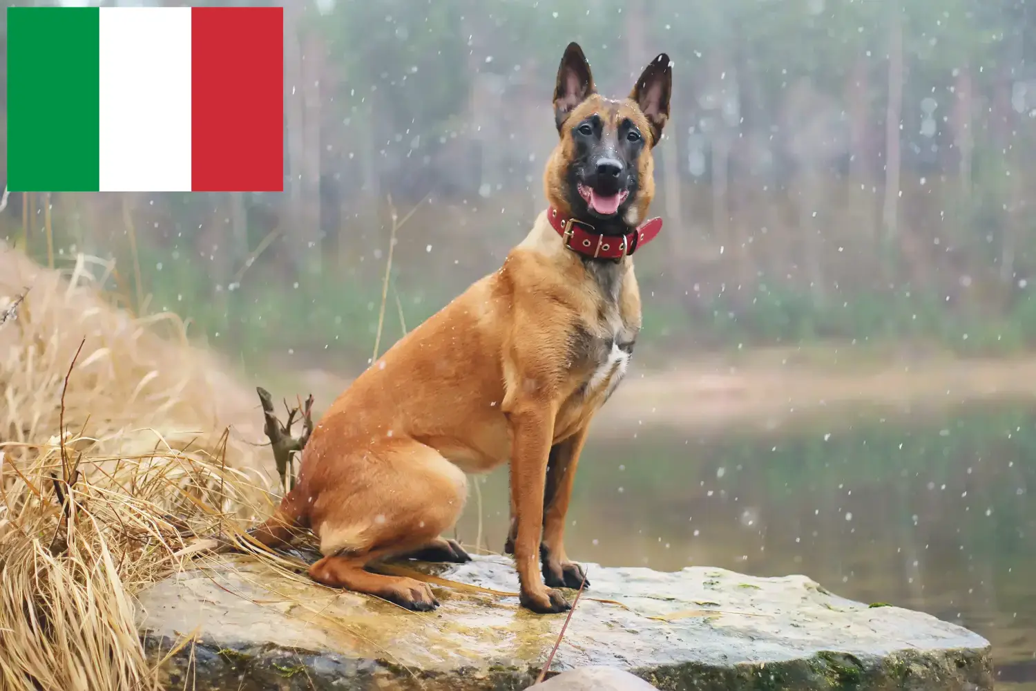 Berger belge chiots et éleveurs Italie Ici, tu trouveras des éleveurs de bergers belges en Italie.