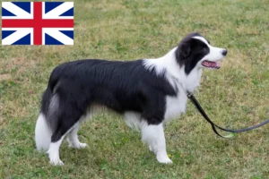 Lire la suite à propos de l’article Éleveurs de Border Collie et chiots en Grande-Bretagne