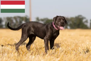 Lire la suite à propos de l’article Cane Corso Italiano éleveurs et chiots en Hongrie